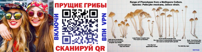 Псилоцибиновые грибы мицелий  Суджа 